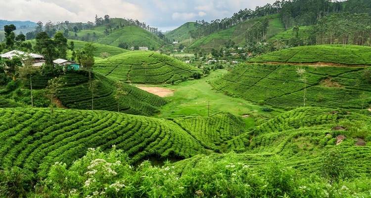 Weelderige groene theeplantage met glooiende heuvels.