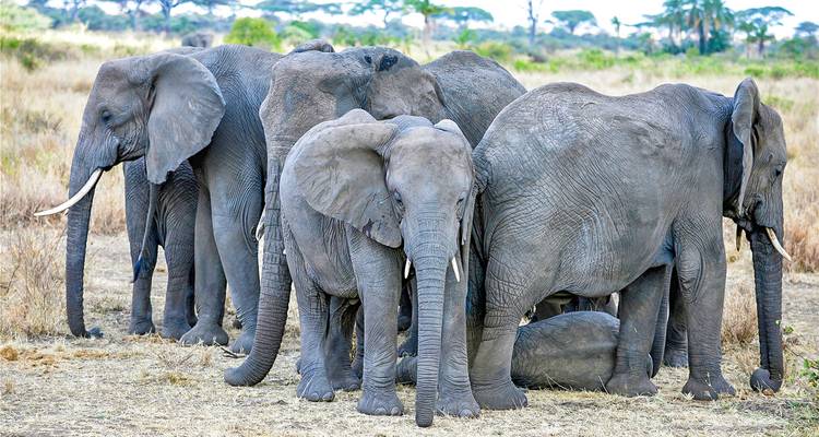 Grupo de elefantes pastando en pradera abierta.