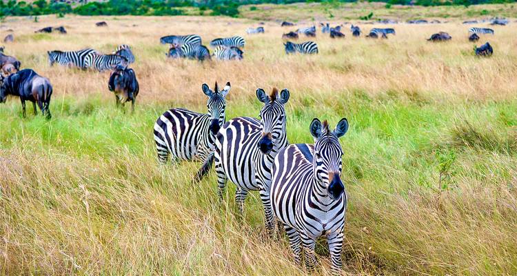 Manada de cebras pastando en las praderas.
