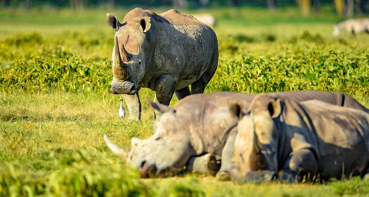 Rinocerontes pastando en un campo de hierba.