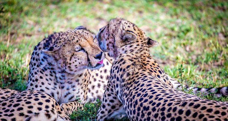 Dos guepardos sentados en la hierba, acariciándose el uno al otro.