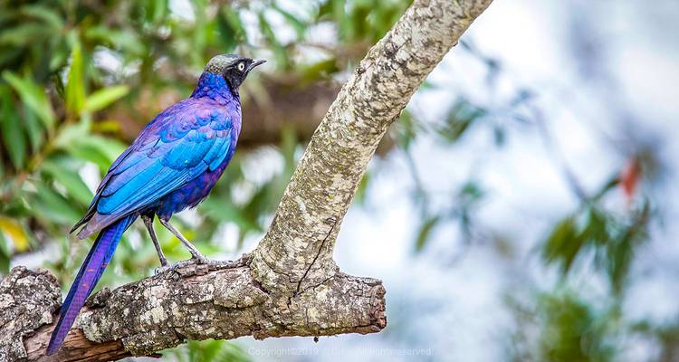 Un pájaro azul vibrante posado en la rama de un árbol.