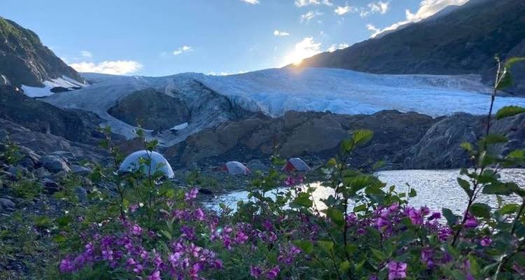 Flowers in front of a glacier with a view at dawn.
