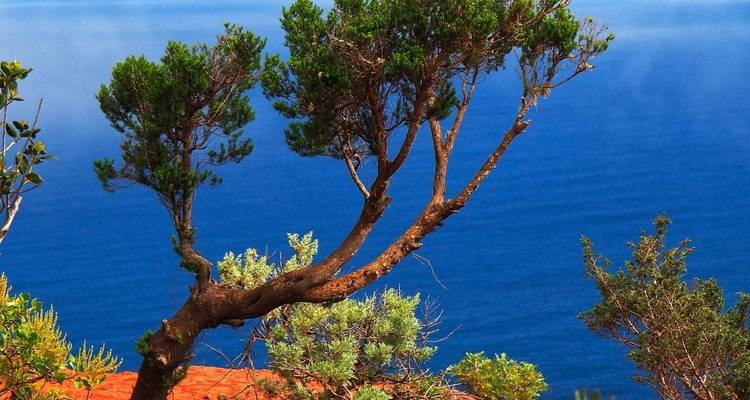 Árbol solitario con el océano de fondo.