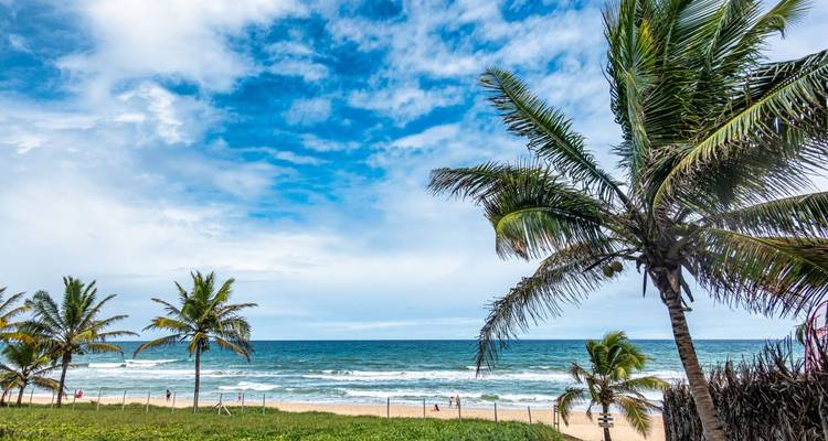 Playa con palmeras y olas del océano bajo cielo nublado.