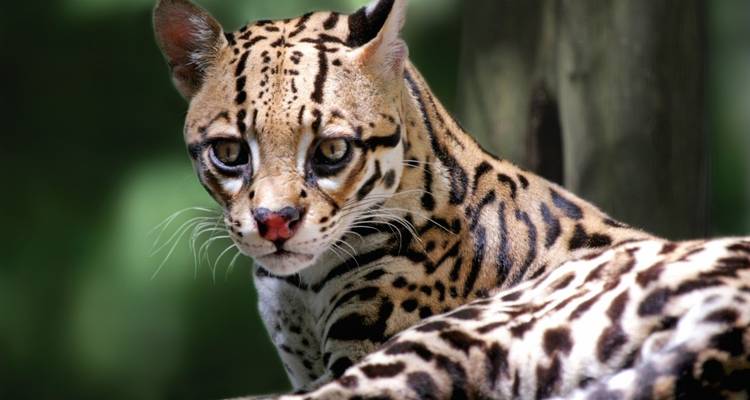 Gros plan d'un chat sauvage aux aguets dans un environnement naturel.