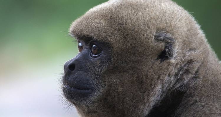 Gros plan d'un singe à l'expression neutre.