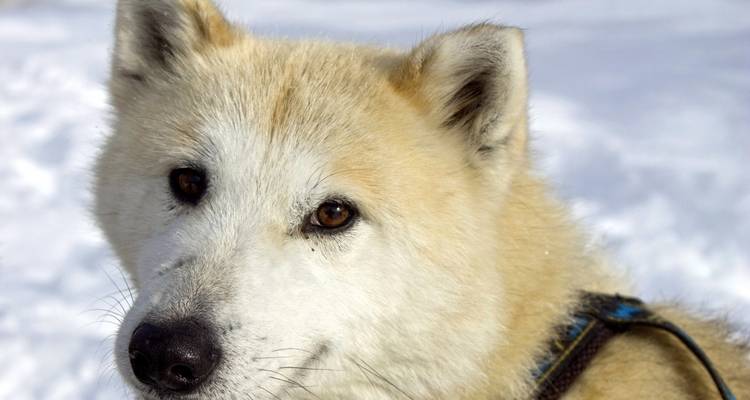 Close-up of a snow-covered dog.