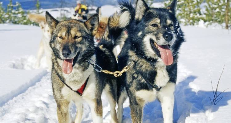 Team of sled dogs in snowy terrain.