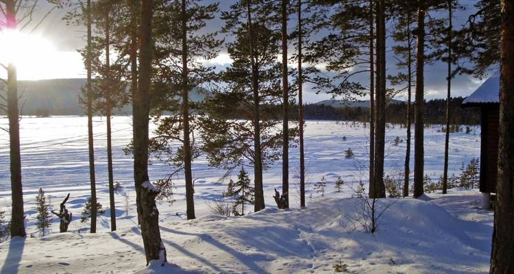 Snow-covered landscape with trees at sunrise.