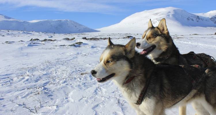 Two sled dogs on snowy landscape with mountains.