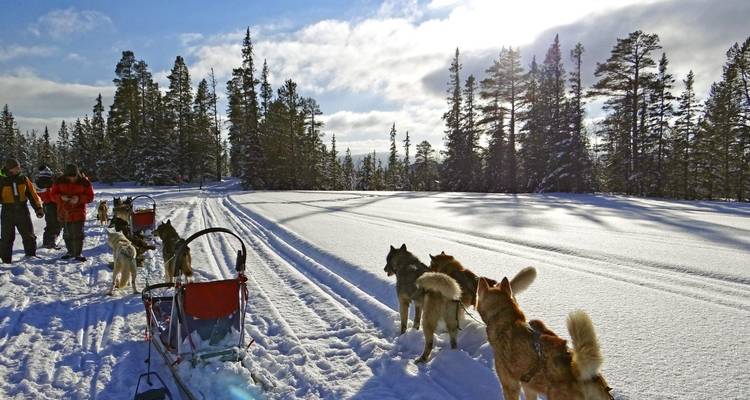 Dogsledding through a snowy forest with a team of huskies pulling a sled.