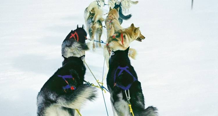 Huskies pulling a sled across snowy terrain.