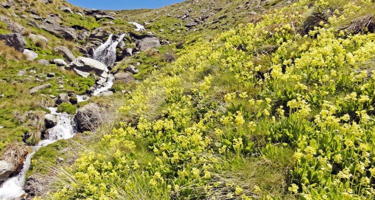 Campo de flores silvestres amarillas con una pequeña cascada al fondo.