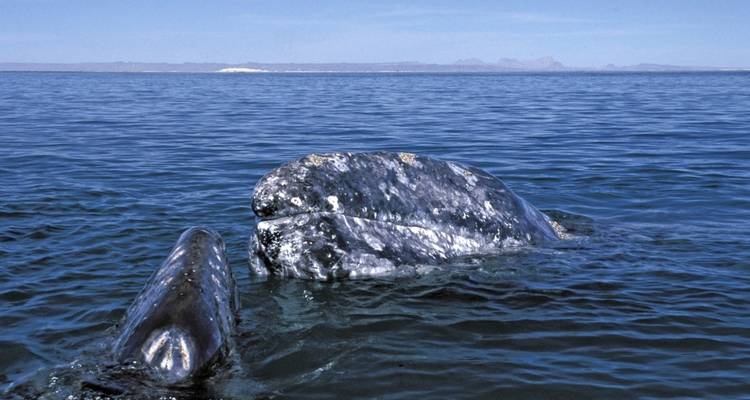 Whales in the ocean close to the surface.