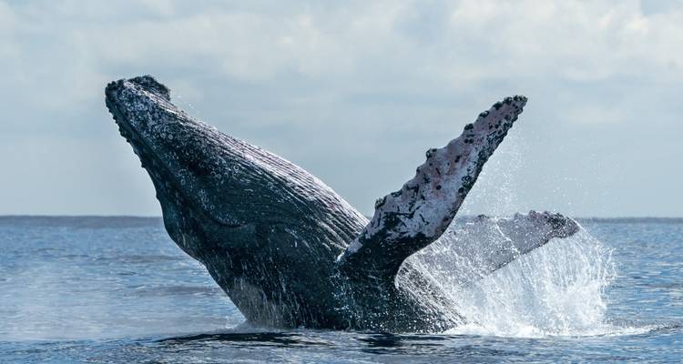 Whale breaching the water with splashes.