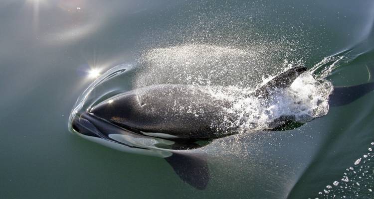 A dolphin surfacing in the ocean with water splashes.