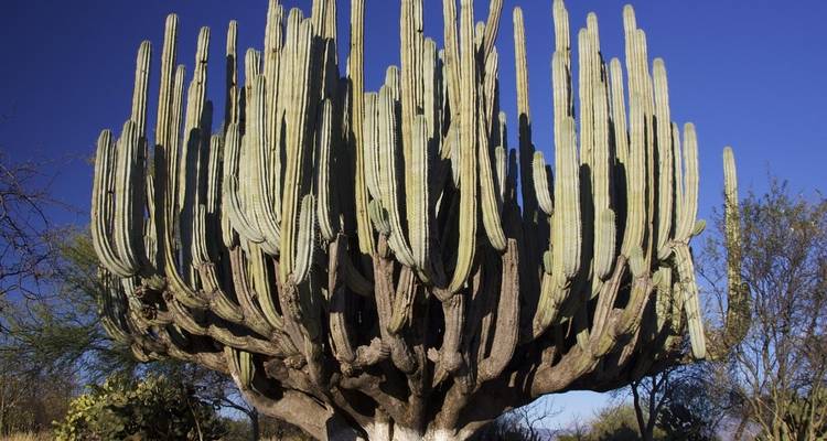 Large cactus against a blue sky in a desert landscape.