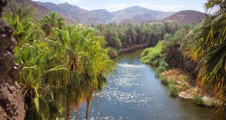 Scenic view of a river surrounded by lush green palm trees and mountains.
