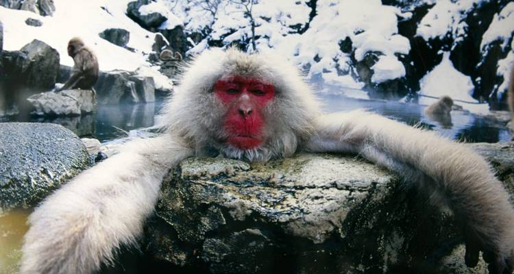 Gros plan d'un macaque japonais se reposant sur un rocher près d'une source chaude.