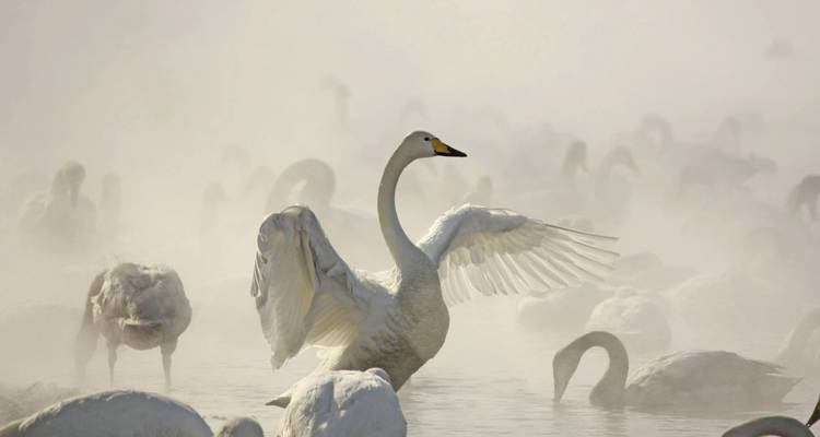 Des cygnes dans un lac brumeux créant une scène éthérée.