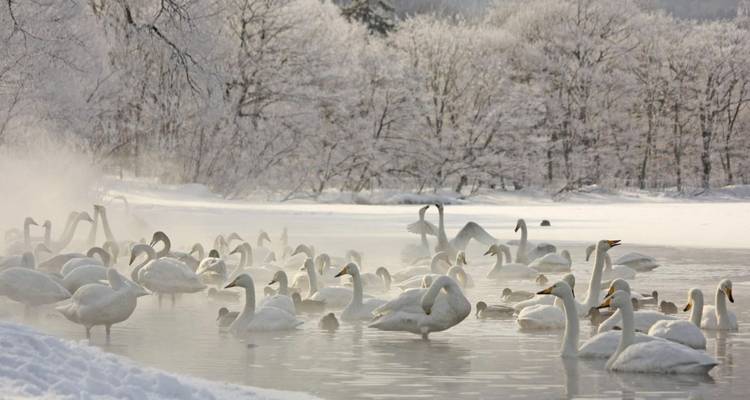 Un groupe de cygnes dans une scène hivernale brumeuse sur un lac.