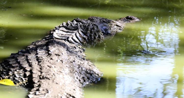 Cocodrilo parcialmente sumergido en el agua.
