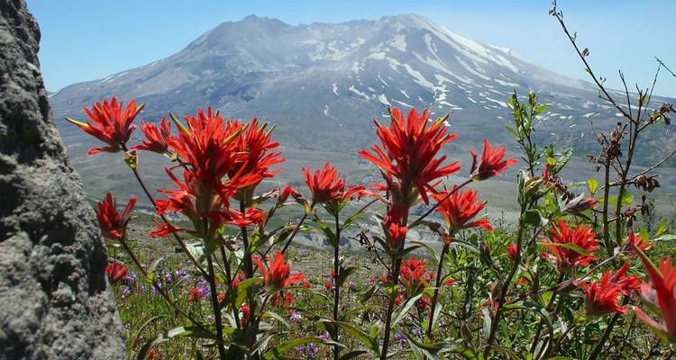 Rote Wildblumen im Vordergrund mit einem schneebedeckten Berg im Hintergrund.