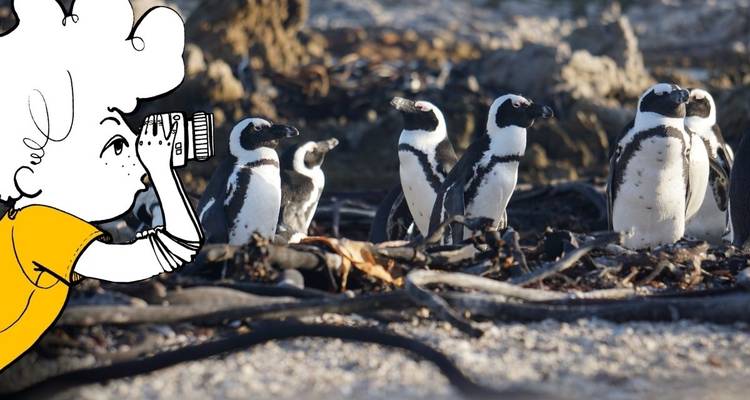 Illustrated person taking photo of penguins on a beach.