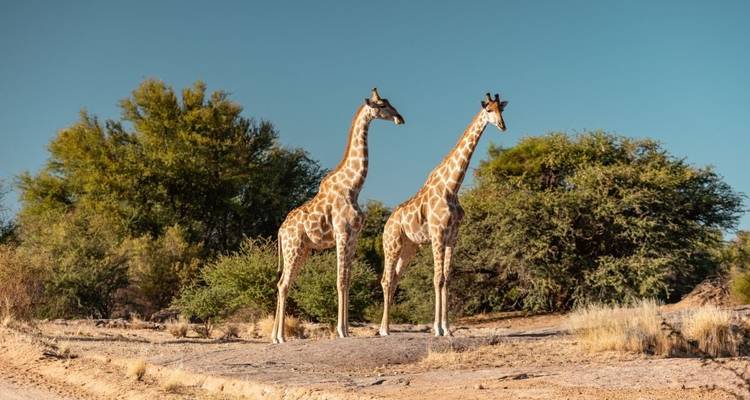Two giraffes standing on a dry savanna landscape.