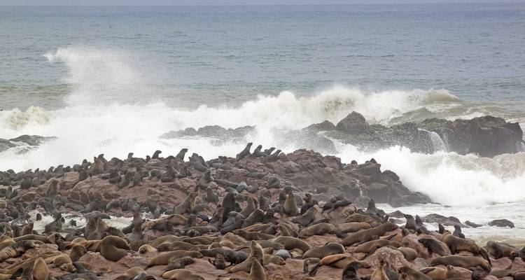 Des phoques se prélassant sur des rochers au bord de l'océan avec des vagues qui se brisent.