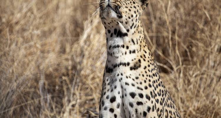 Guépard assis dans l'herbe sèche, observant les alentours.