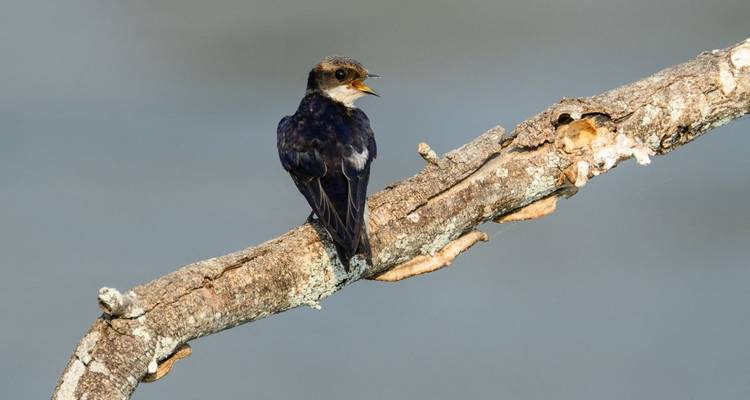 Pájaro solitario cantando en una rama contra un cielo abierto.