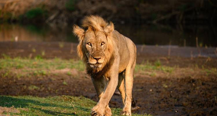 Majestuoso león caminando hacia la cámara a través de la hierba.