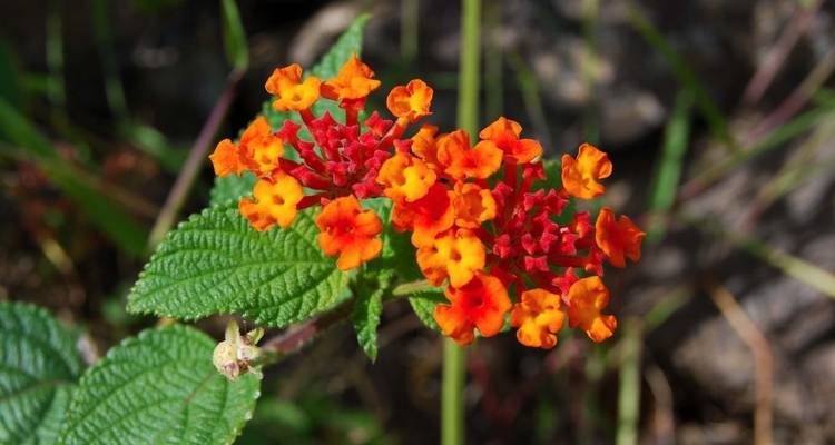 Fleurs éclatantes en gros plan avec des feuilles vertes luxuriantes.