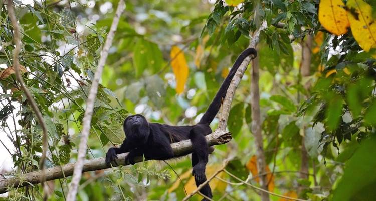 Monkey lounging on a tree branch in the jungle.
