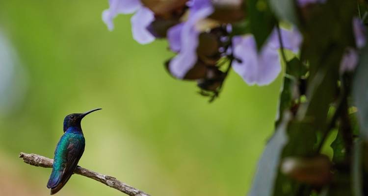 Hummingbird perched near flowers with a blurred green background.