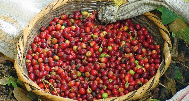 Basket of harvested coffee cherries.