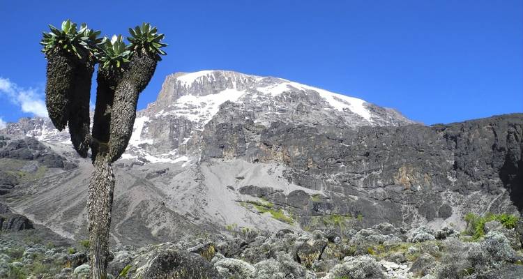 Mount Kilimanjaro with unique vegetation in the foreground.