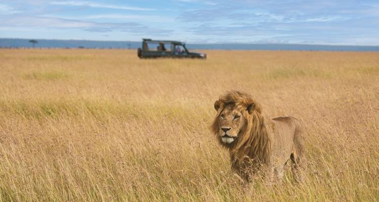 León en la sabana con un vehículo de safari en el fondo.