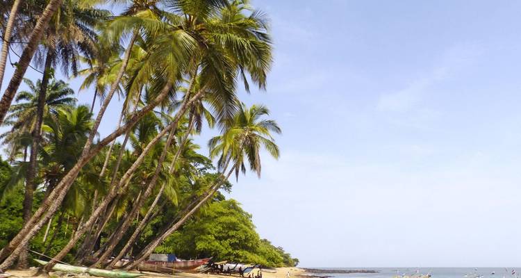 Strand mit Palmen, die sich zum Meer neigen.