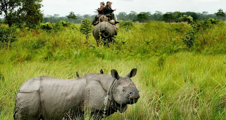 Nashorn mit einem Reiter auf einem Elefanten in einem grasbewachsenen Feld.