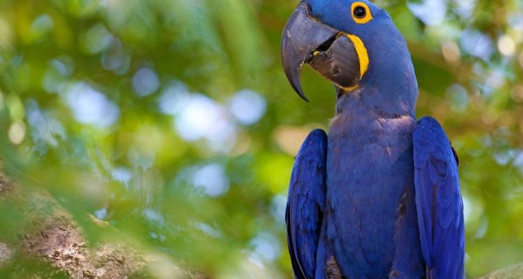 Primer plano de un guacamayo azul posado en una rama.