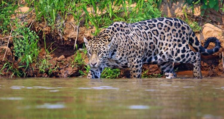 Jaguar caminando en agua poco profunda junto a la orilla del río.