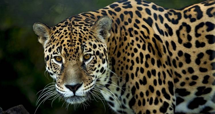 Primer plano de un jaguar en la naturaleza.