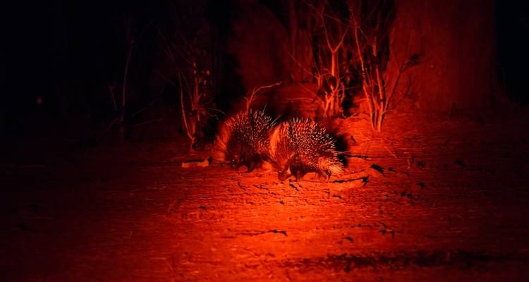 Two porcupines under red lighting at night