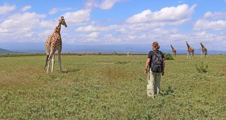 Person approaching a giraffe in the savannah