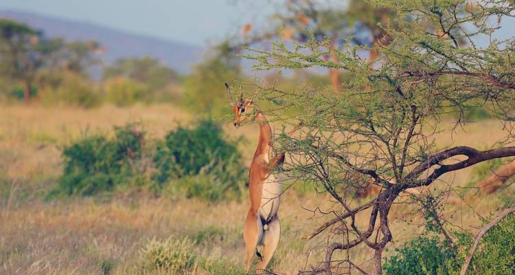 Gerenuk standing on hind legs in the savannah