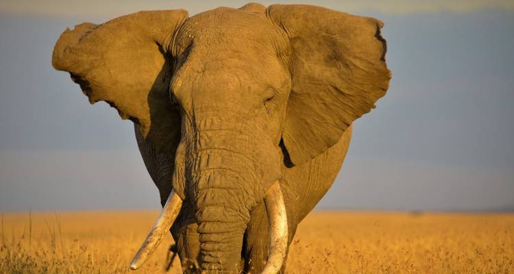 Elephant walking through the grasslands