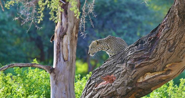 Leopard in a tree stalking its surroundings